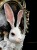 IMG_9060.jpeg