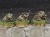 IMG_6609.jpeg