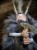 IMG_6916.jpeg