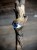 IMG_8337.jpeg