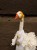 IMG_0320.jpeg