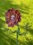 IMG_8835.jpeg