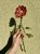 IMG_8798.jpeg